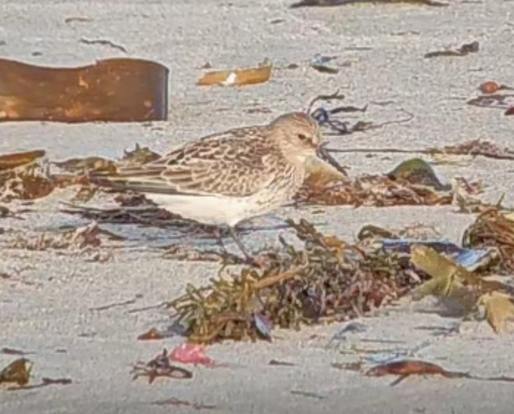Dunlin (arctica) - ML641649055