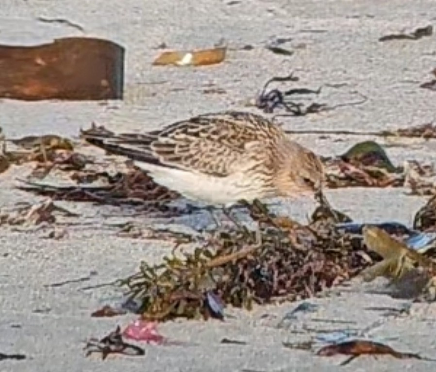 Dunlin (arctica) - ML641649056