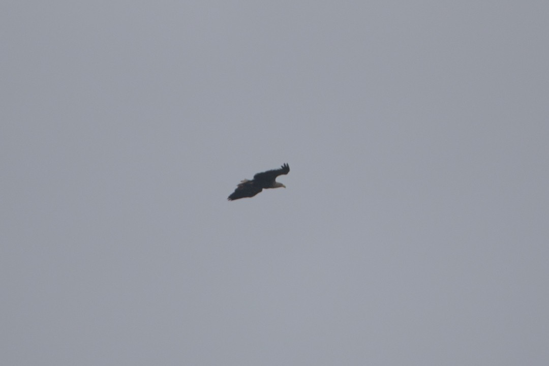 White-tailed Eagle - ML641649062