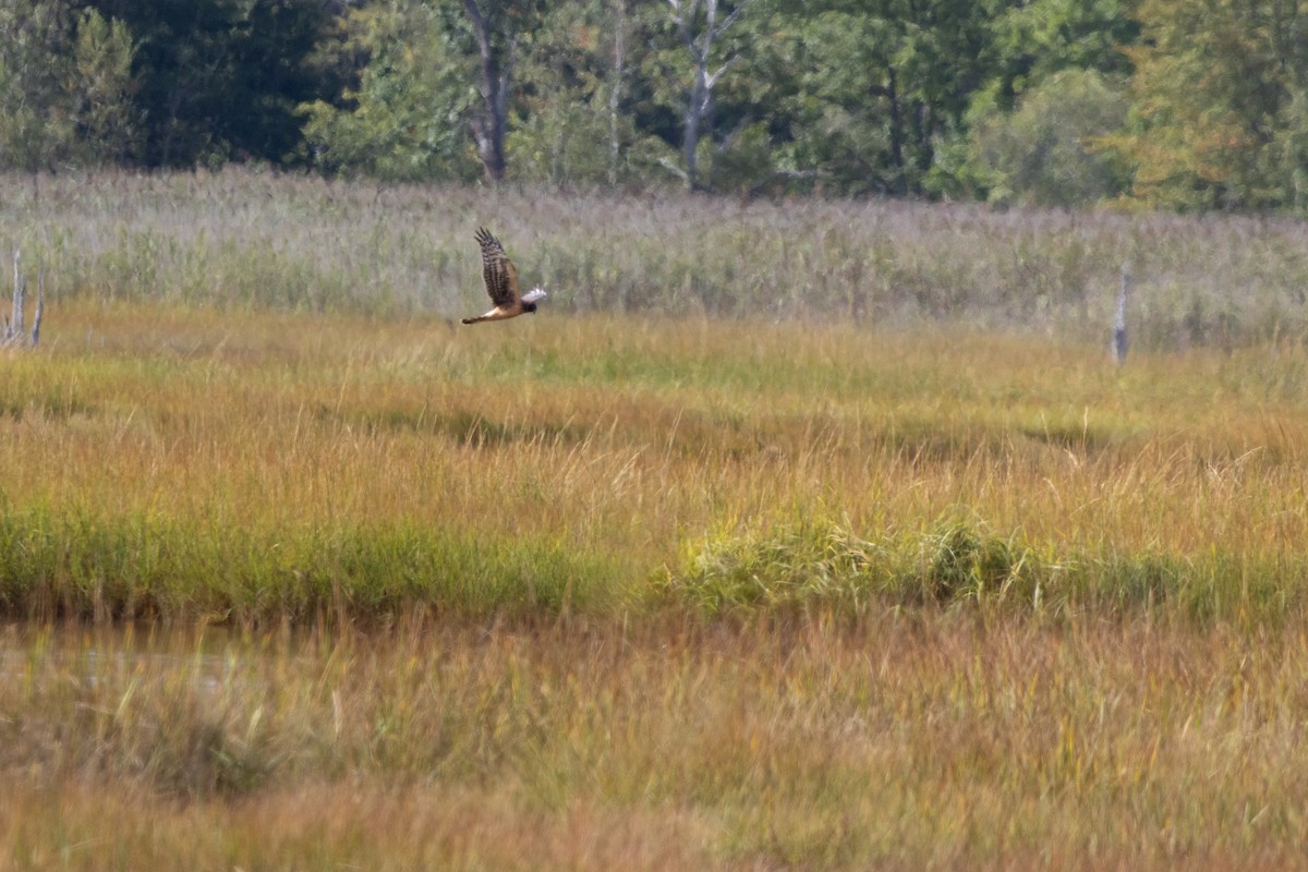 Northern Harrier - ML641649069