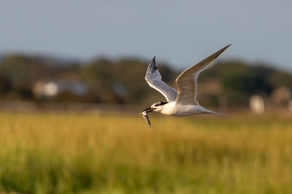 Sandwich Tern (Eurasian) - ML641649089