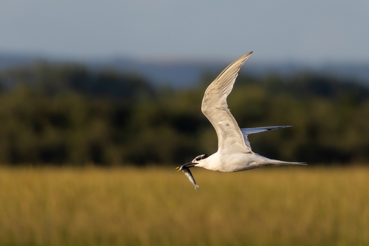 Sandwich Tern (Eurasian) - ML641649090