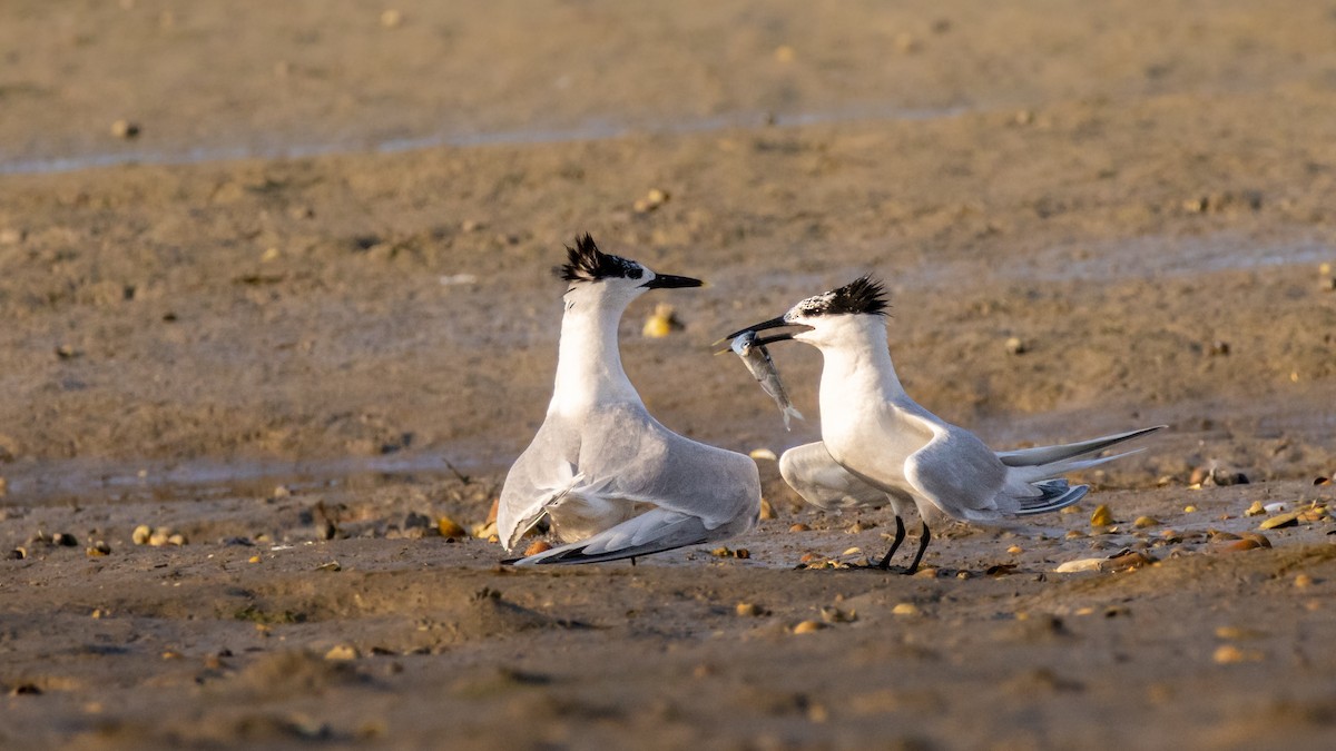 Sandwich Tern (Eurasian) - ML641649091