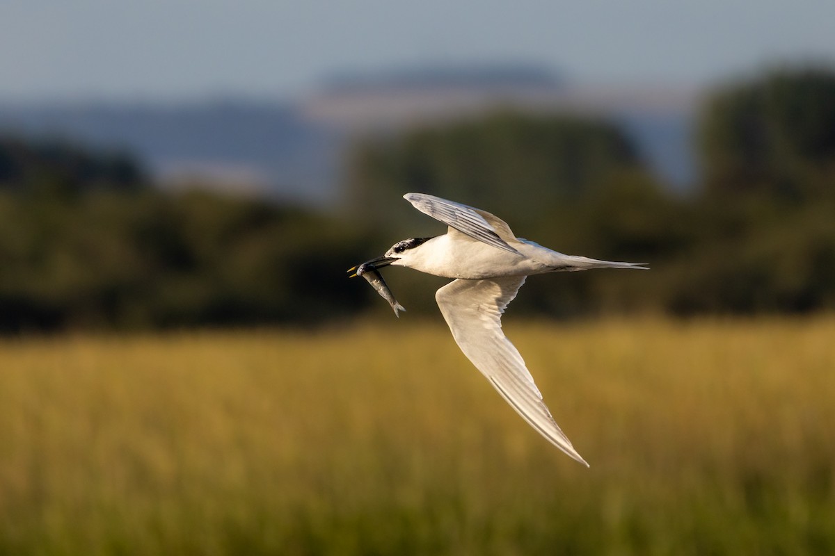 Sandwich Tern (Eurasian) - ML641649092