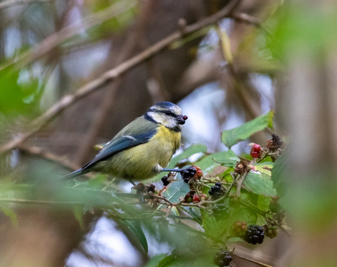 Eurasian Blue Tit - ML641649107
