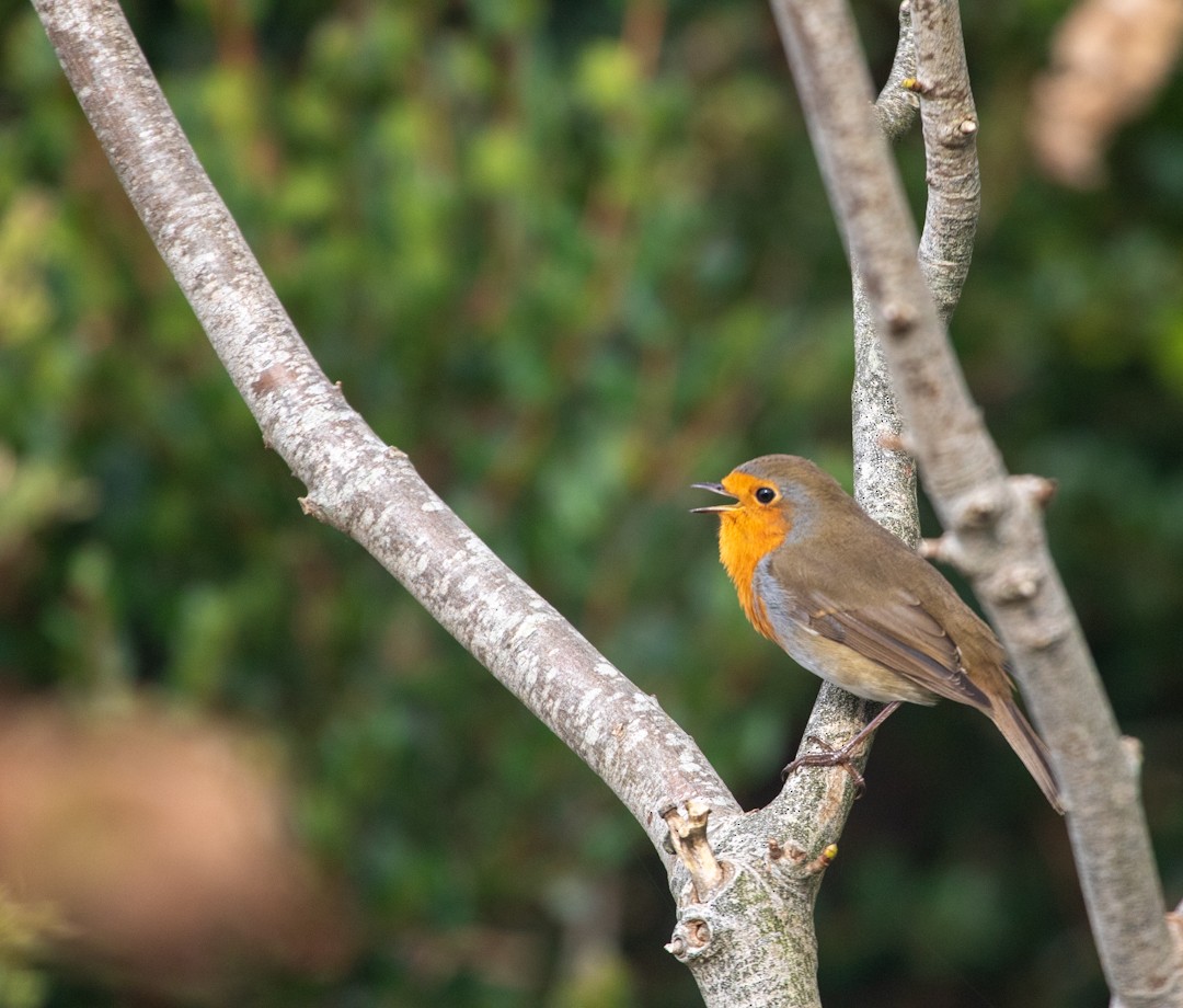 European Robin - ML641649109