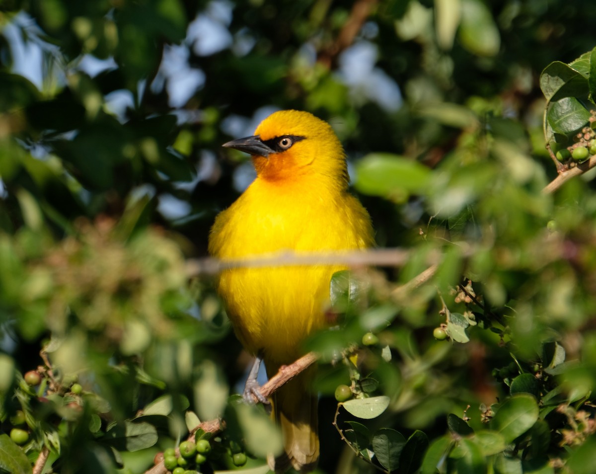 Spectacled Weaver - ML641649122