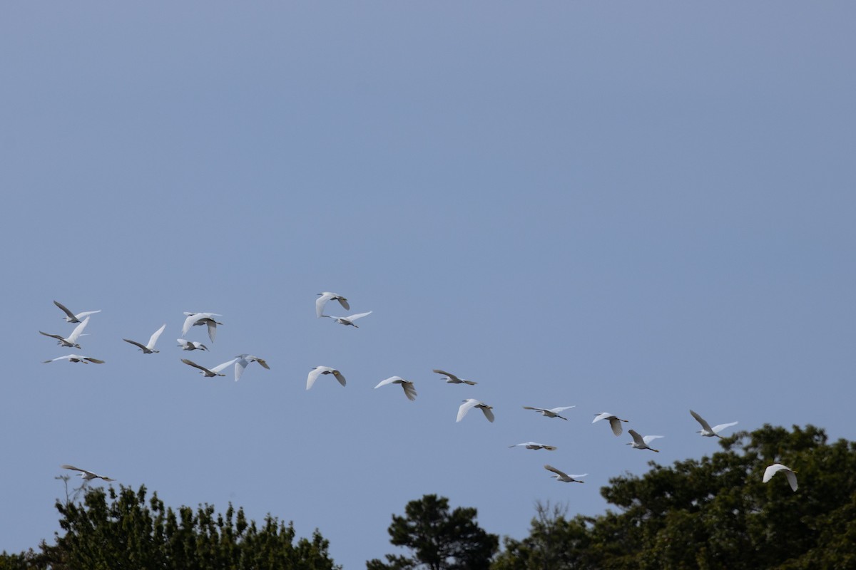 Snowy Egret - ML641649146