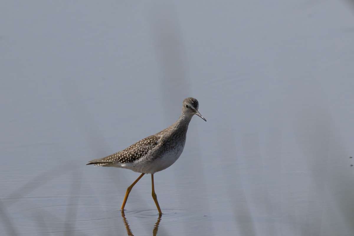 Lesser Yellowlegs - ML641649153