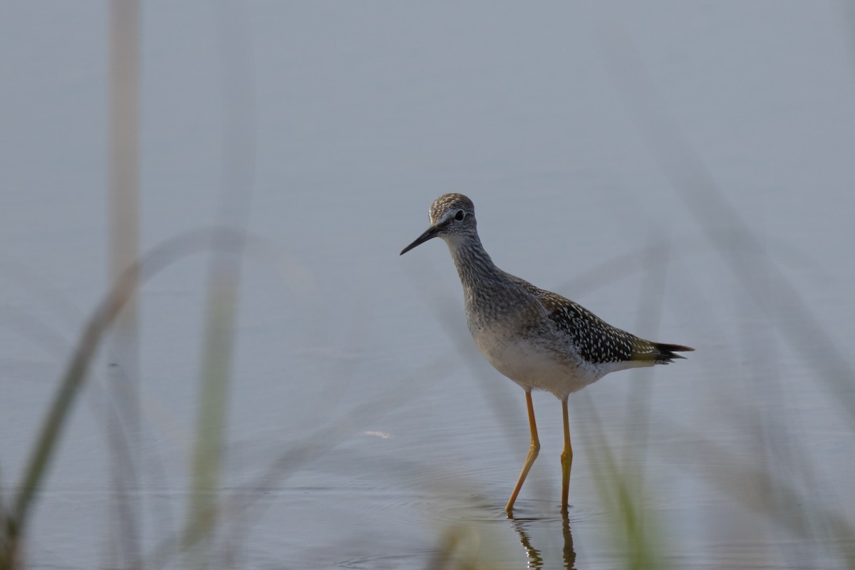 Lesser Yellowlegs - ML641649156