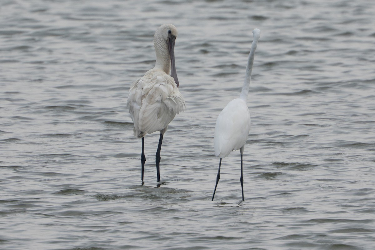 Eurasian Spoonbill - ML641649178