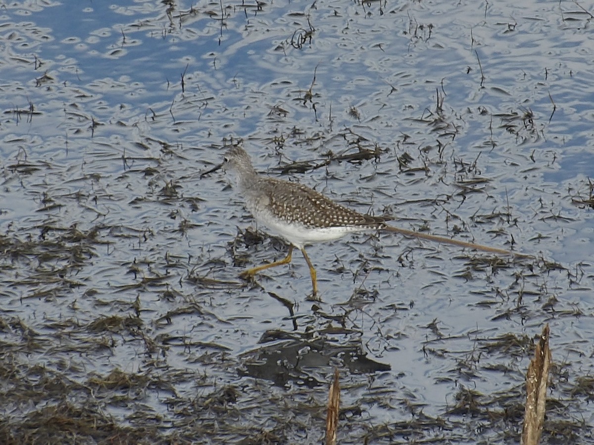 Lesser Yellowlegs - ML641649196
