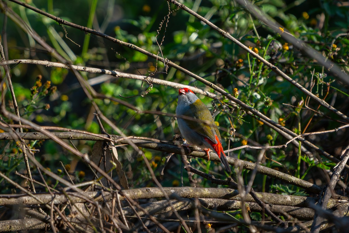 Red-browed Firetail - ML641649199