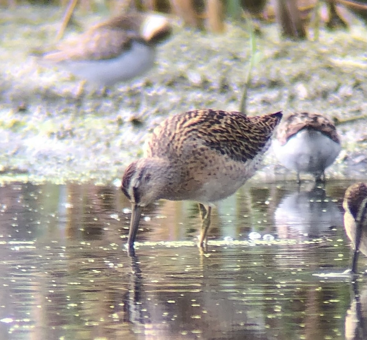 Short-billed Dowitcher - ML641649206