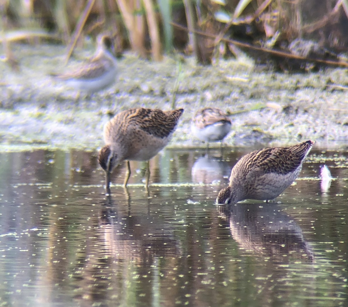 kortnebbekkasinsnipe - ML641649207