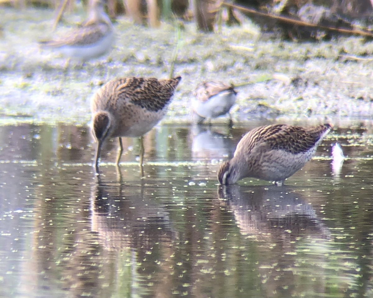 kortnebbekkasinsnipe - ML641649208