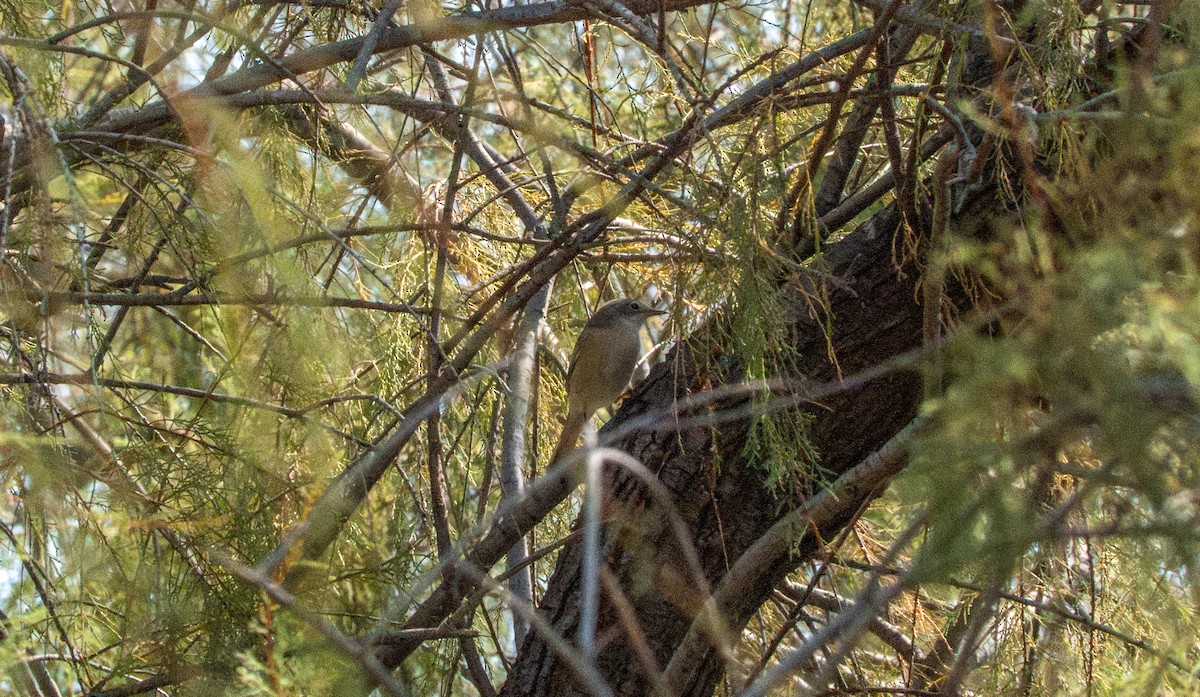 Western Subalpine Warbler - ML641649214