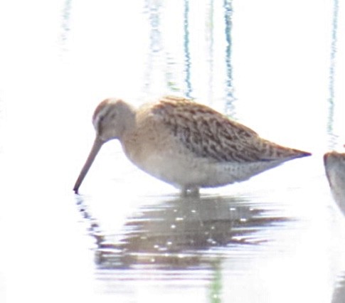 kortnebbekkasinsnipe - ML641649216