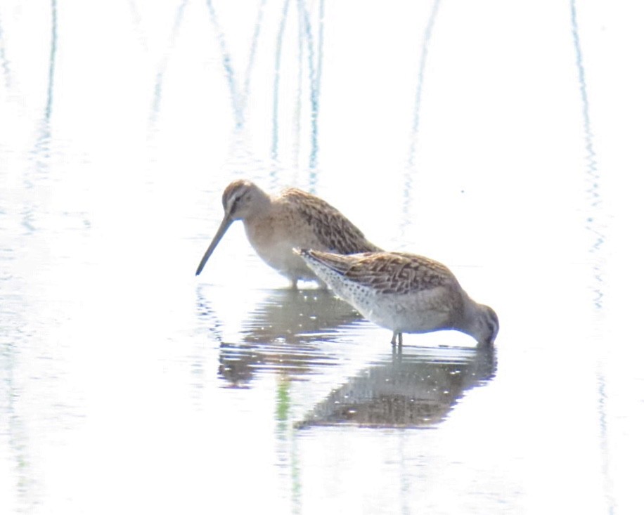 kortnebbekkasinsnipe - ML641649217