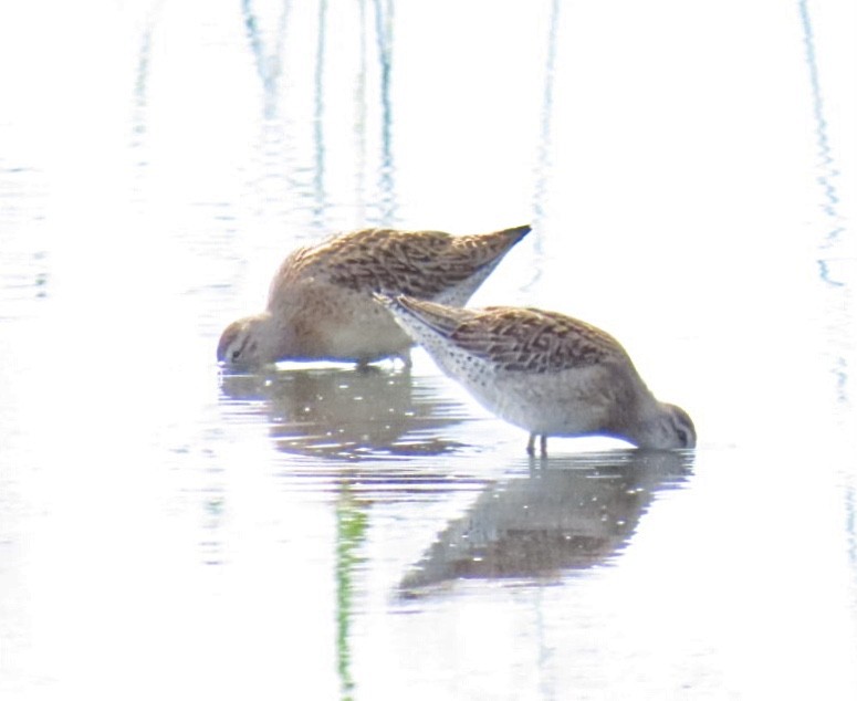 kortnebbekkasinsnipe - ML641649218