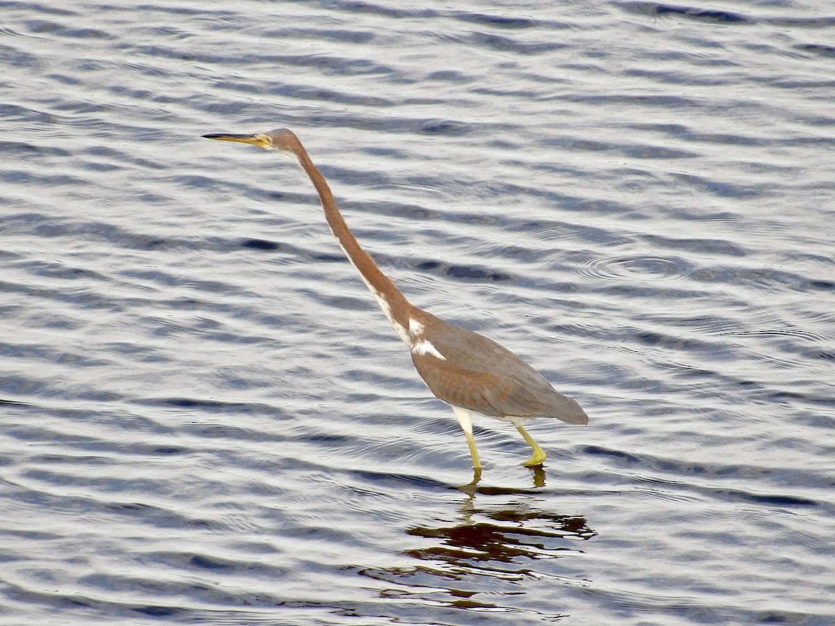 Tricolored Heron - ML641649222