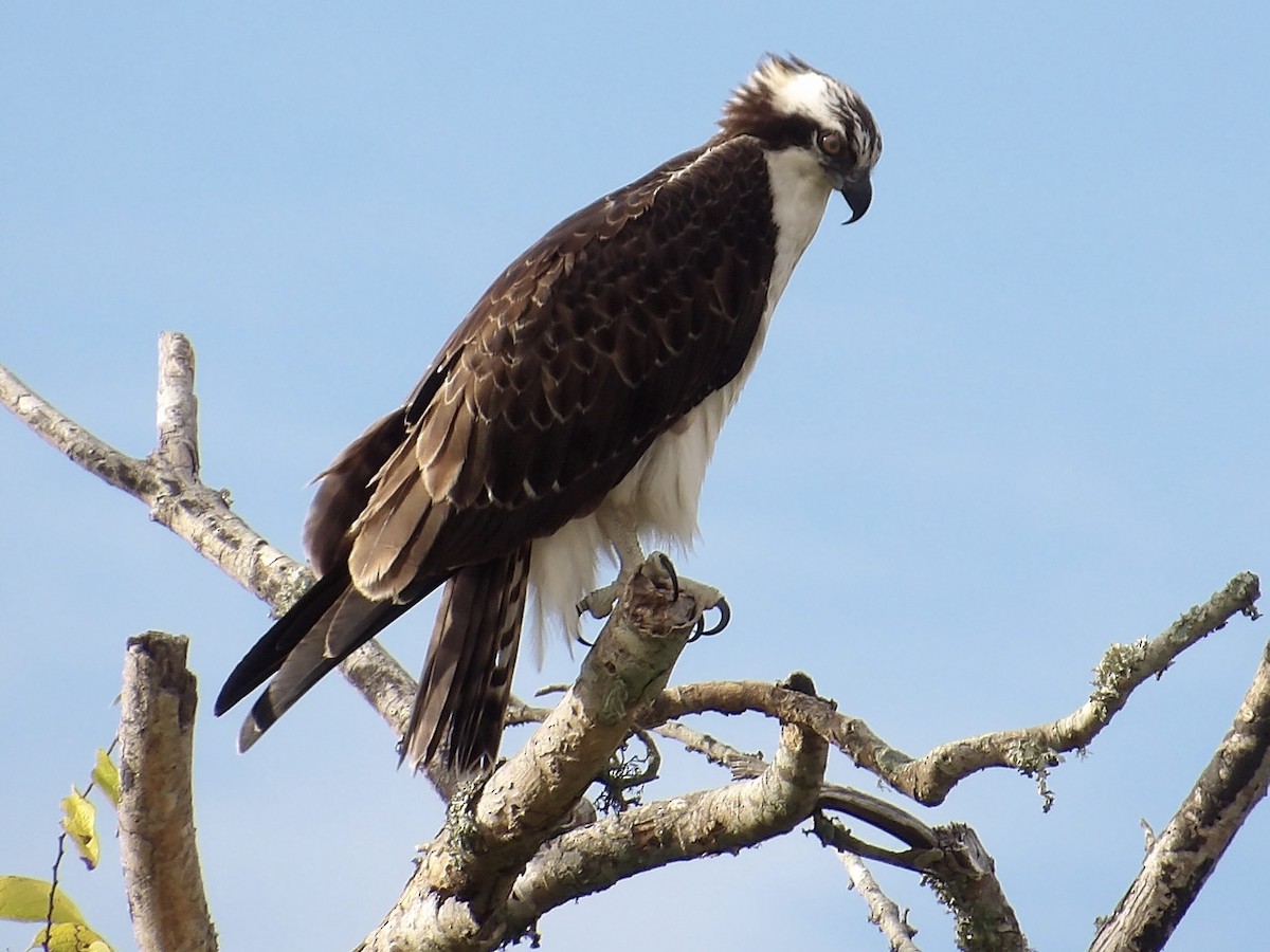 Osprey - ML641649231