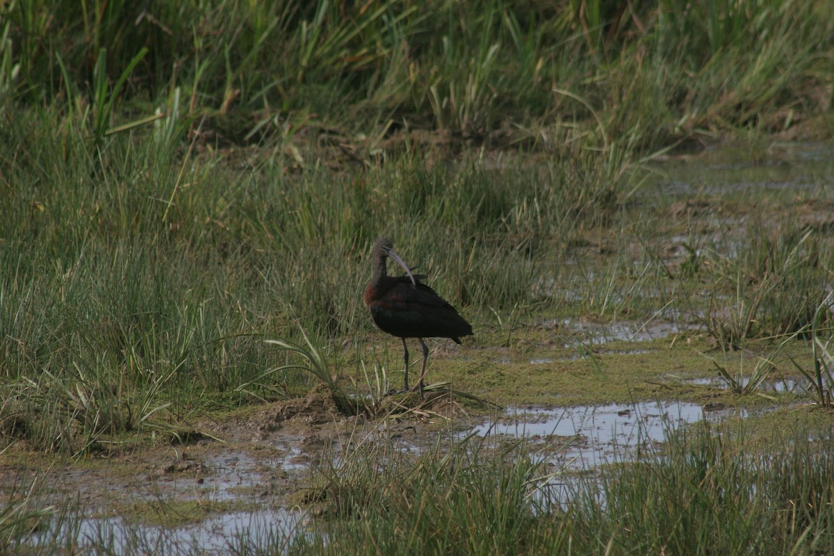 Glossy Ibis - ML641649232