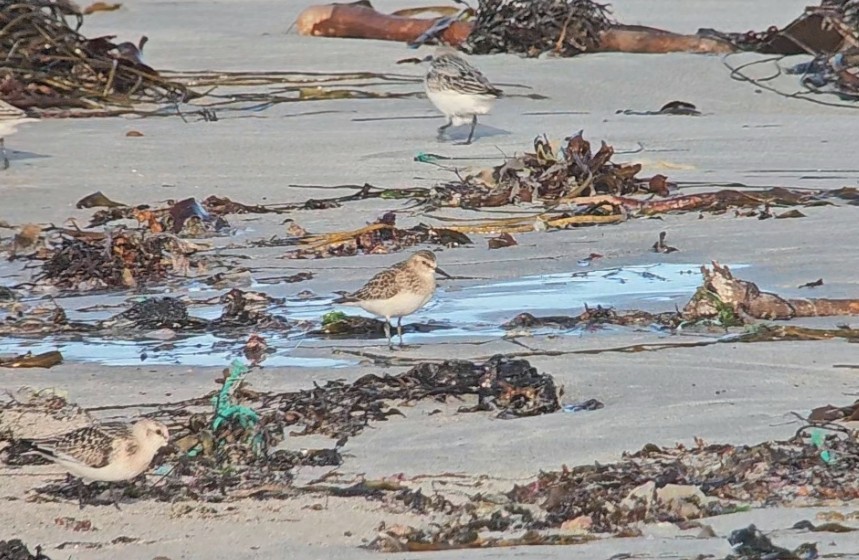 Байрдийн элсэг - ML641649239