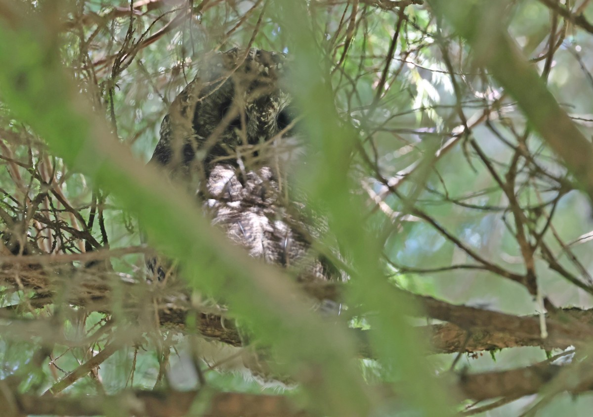 Himalayan Owl - ML641649259