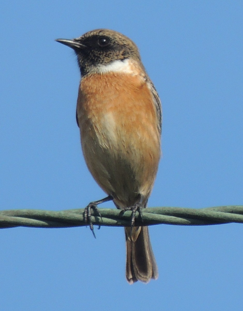 European Stonechat - ML641649263