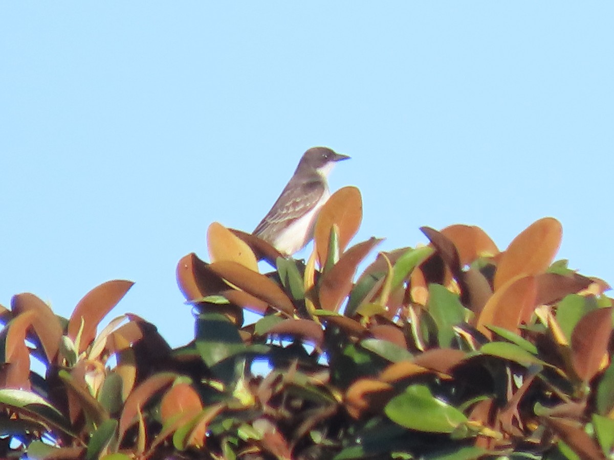 Eastern Kingbird - ML641649272