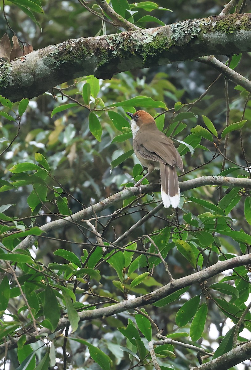 Rufous-crowned Laughingthrush - ML641649288