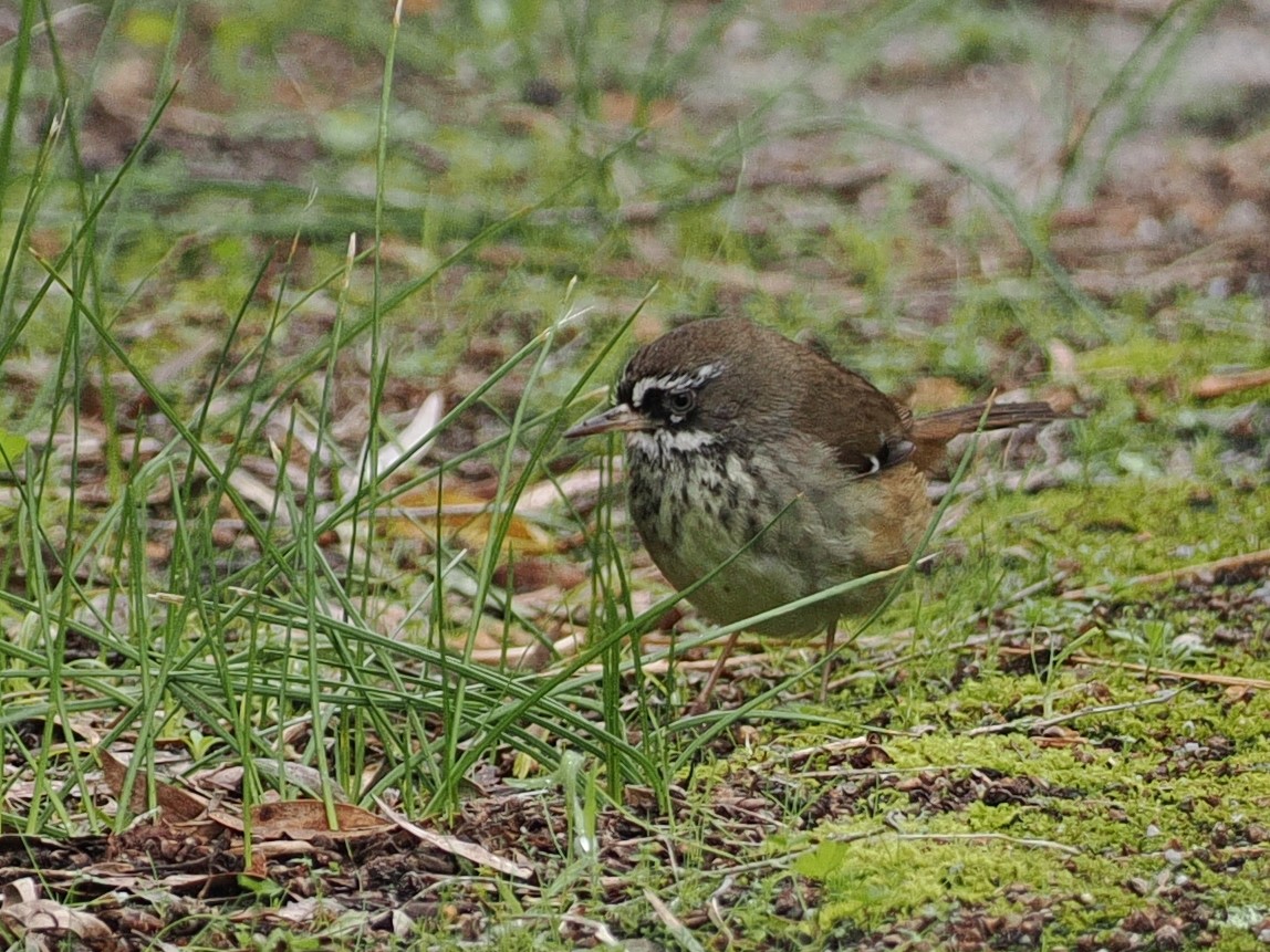Spotted Scrubwren - ML641649306