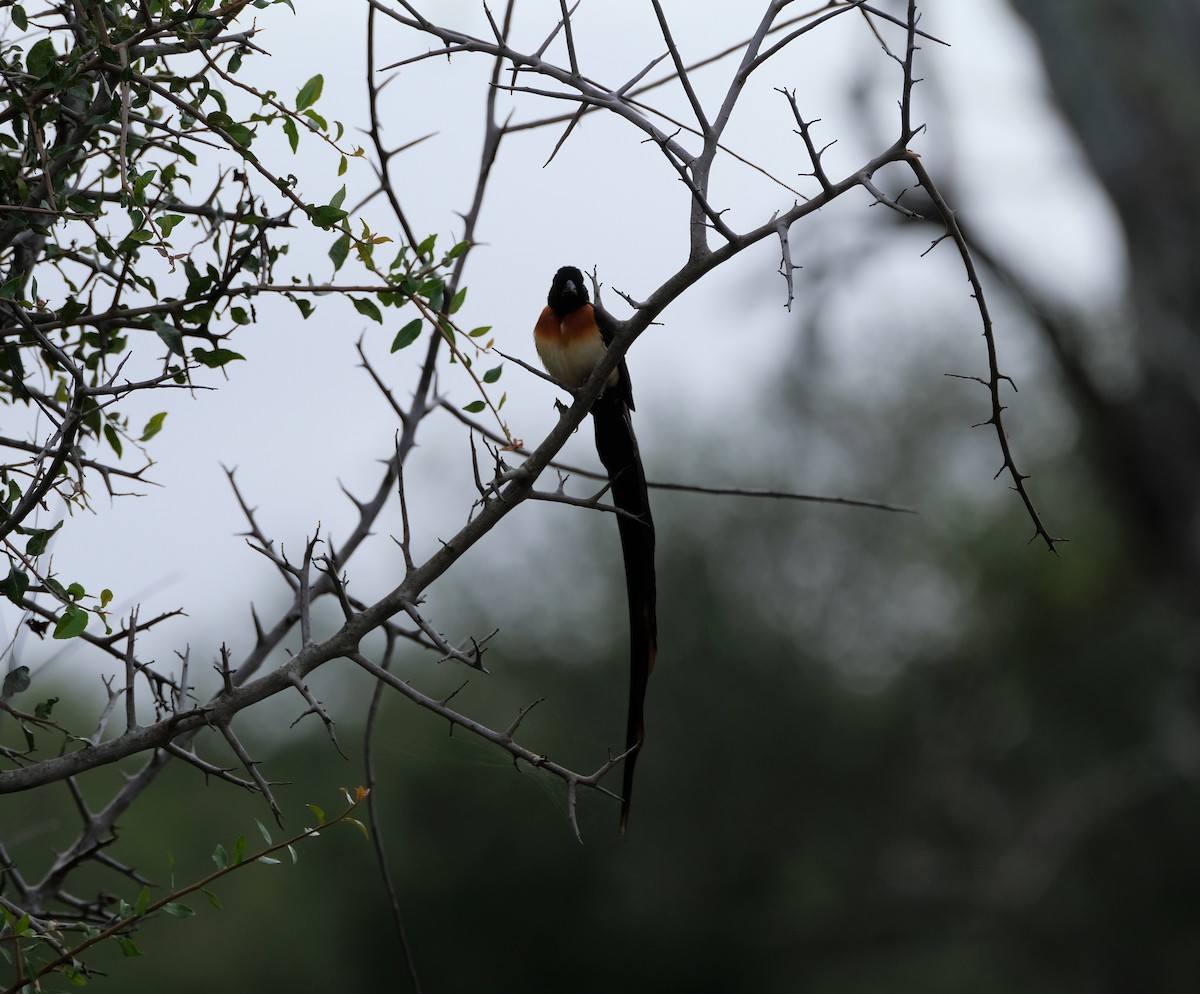 Eastern Paradise-Whydah - ML641649335