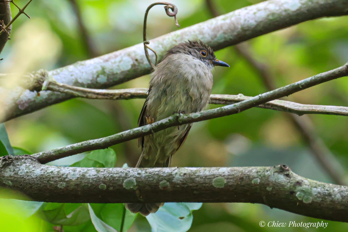 Spectacled Bulbul - ML641649384