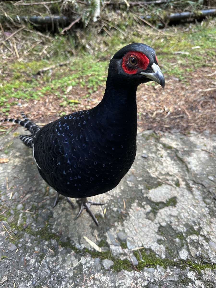 mikadofasan - ML641649396