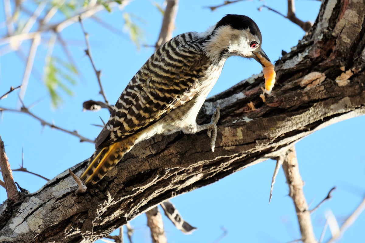 Cardinal Woodpecker - ML641649398