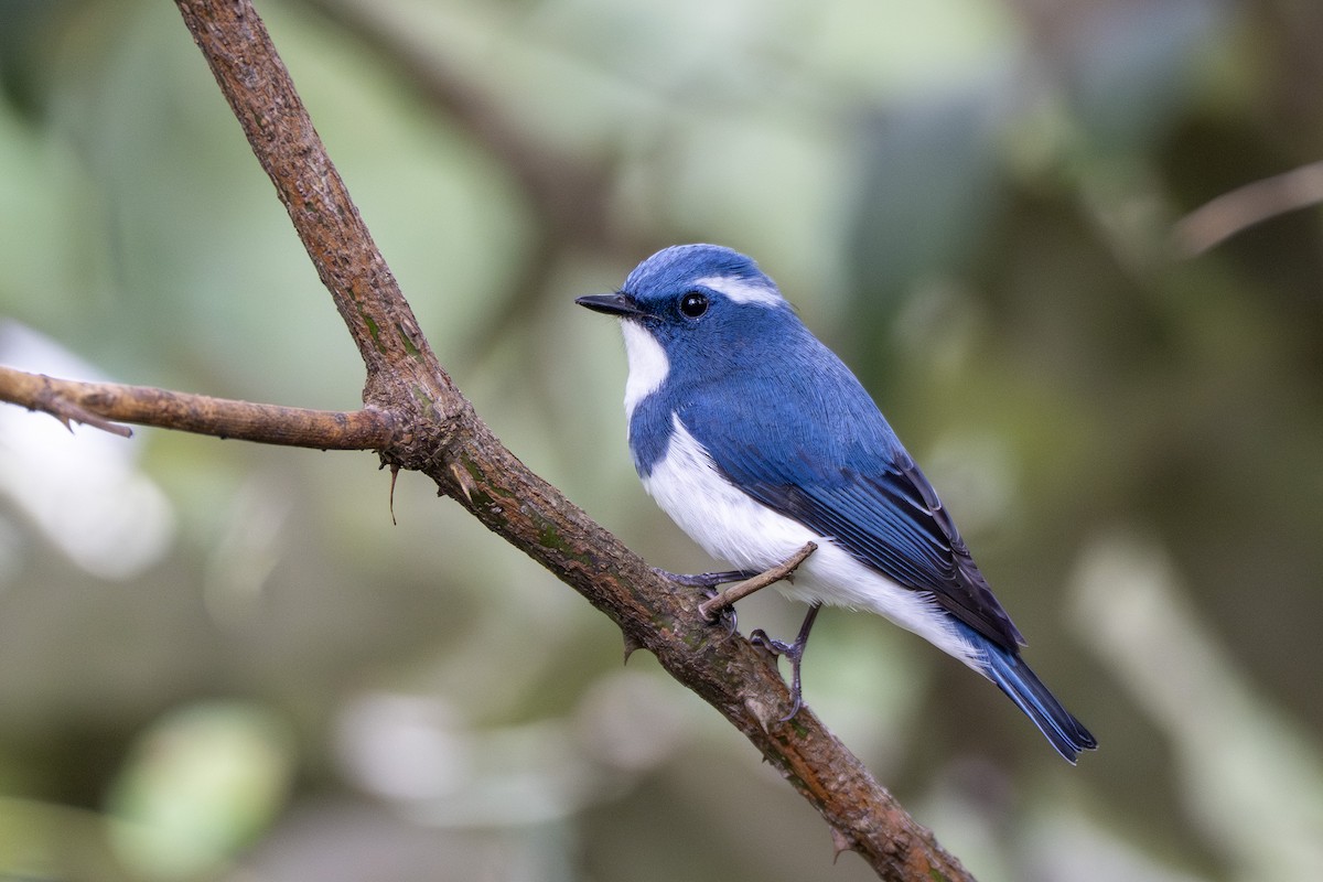 Ultramarine Flycatcher - ML641649444