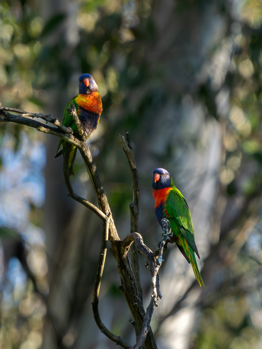 lori duhový - ML641649450