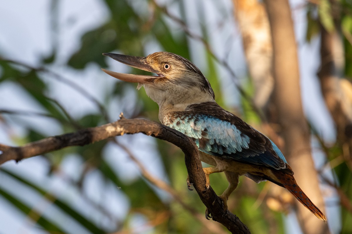Blue-winged Kookaburra - ML641649476