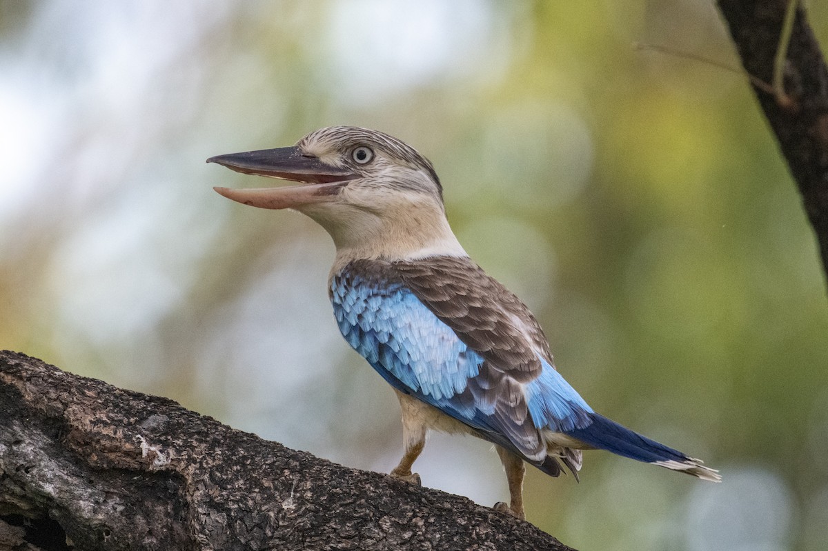Blue-winged Kookaburra - ML641649477