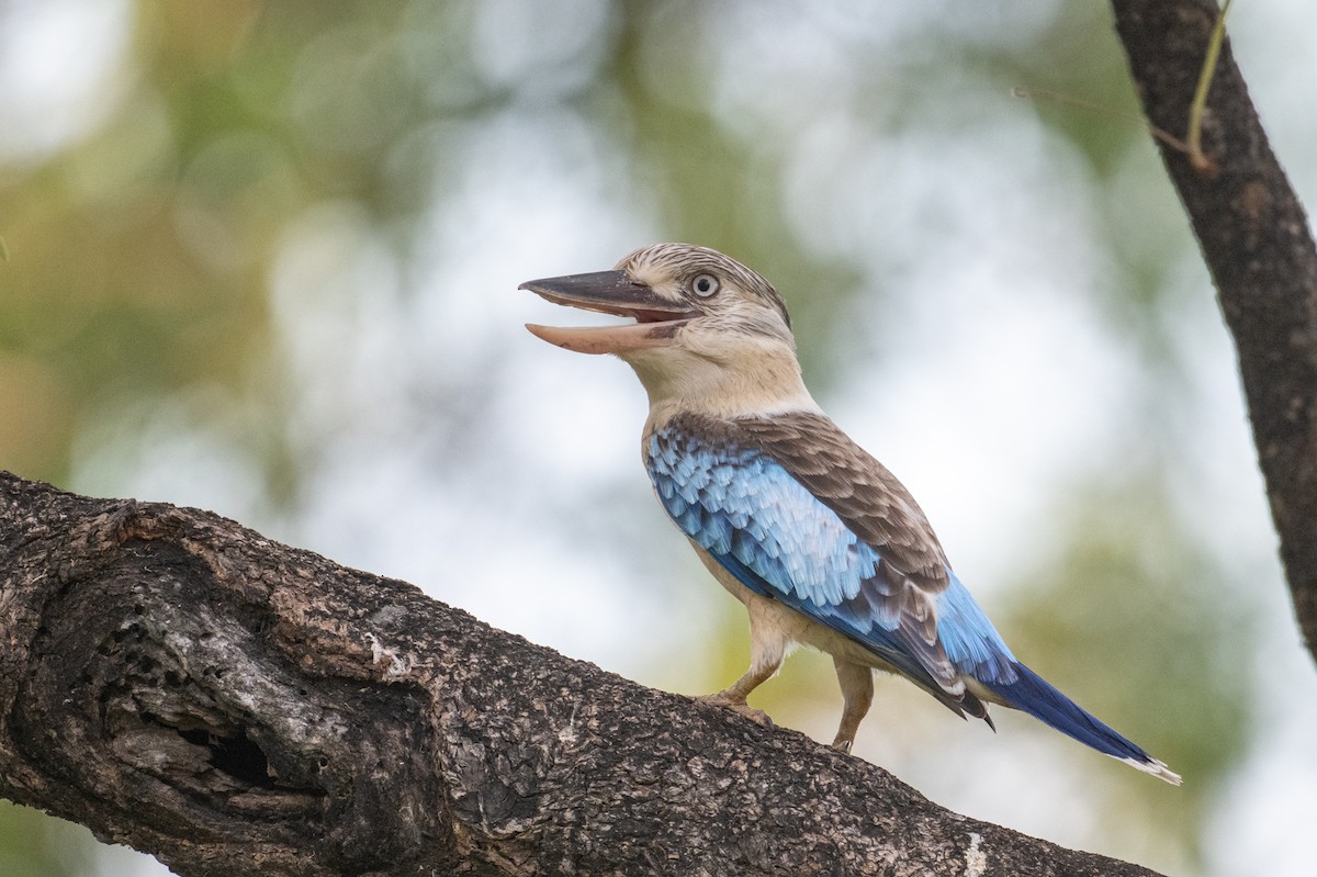 Blue-winged Kookaburra - ML641649478