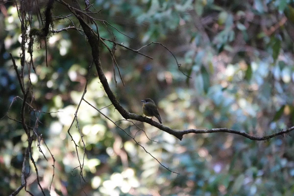 Pale-yellow Robin - ML641649556