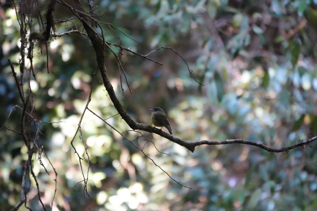 Pale-yellow Robin - ML641649557