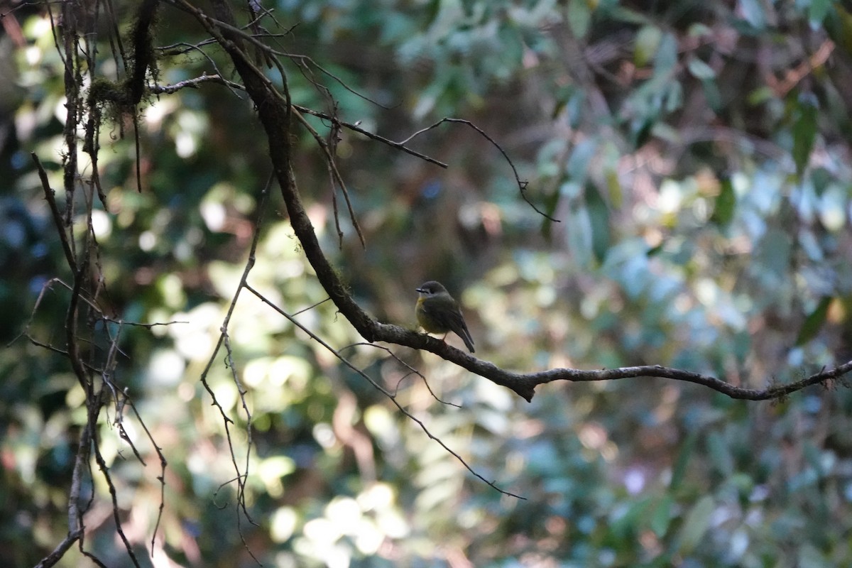 Pale-yellow Robin - ML641649558
