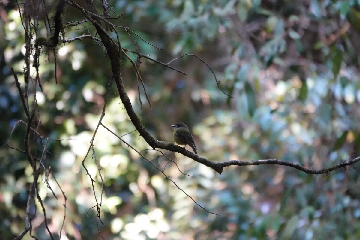 Pale-yellow Robin - ML641649559
