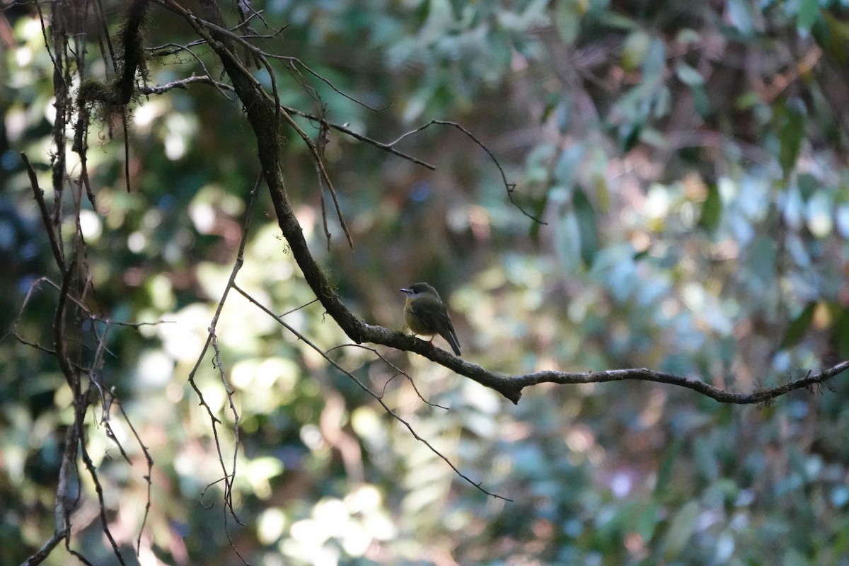 Pale-yellow Robin - ML641649560