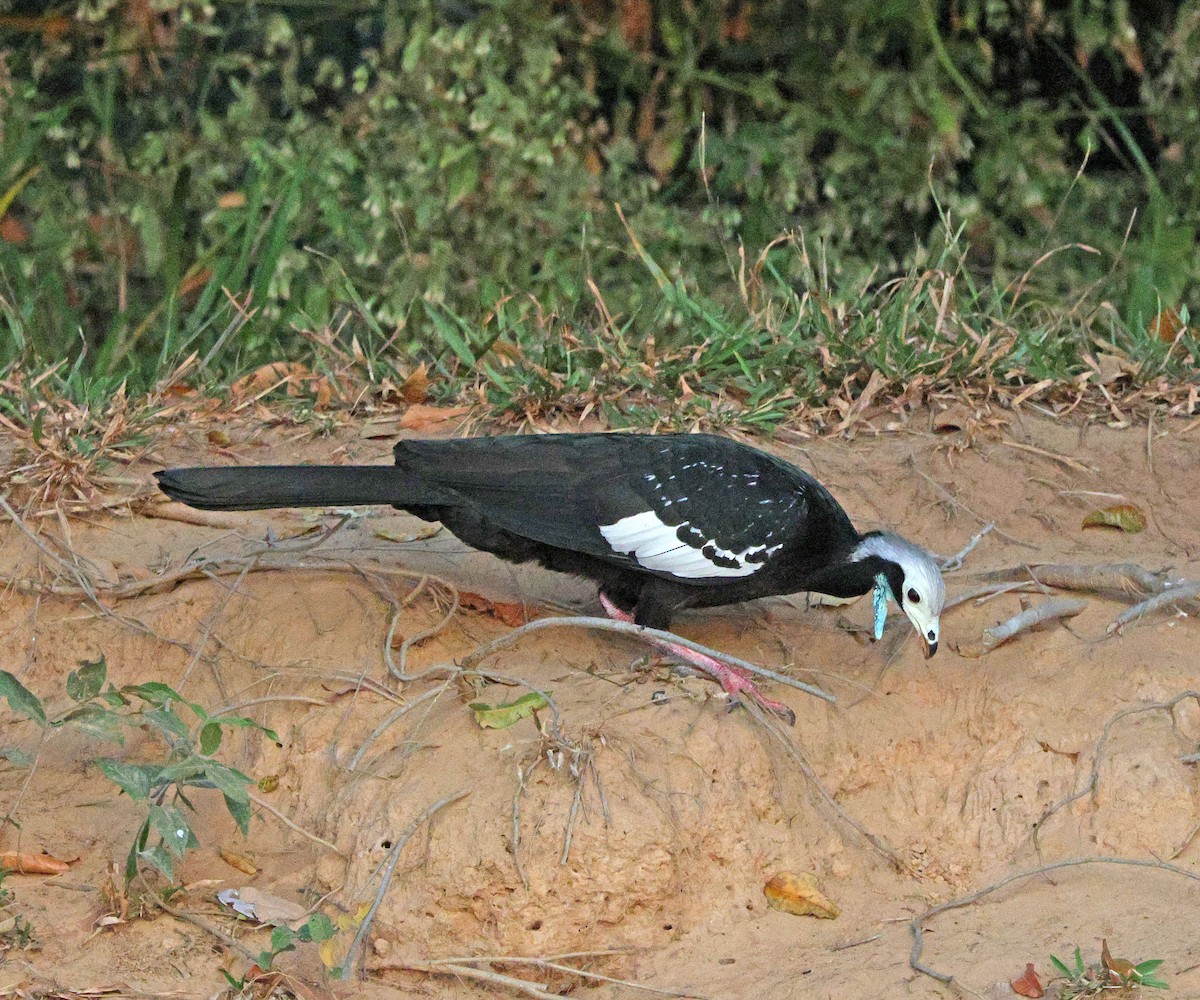 Pava Goliblanca - ML641649591