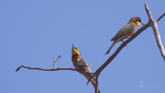 Little Bee-eater - ML641649613