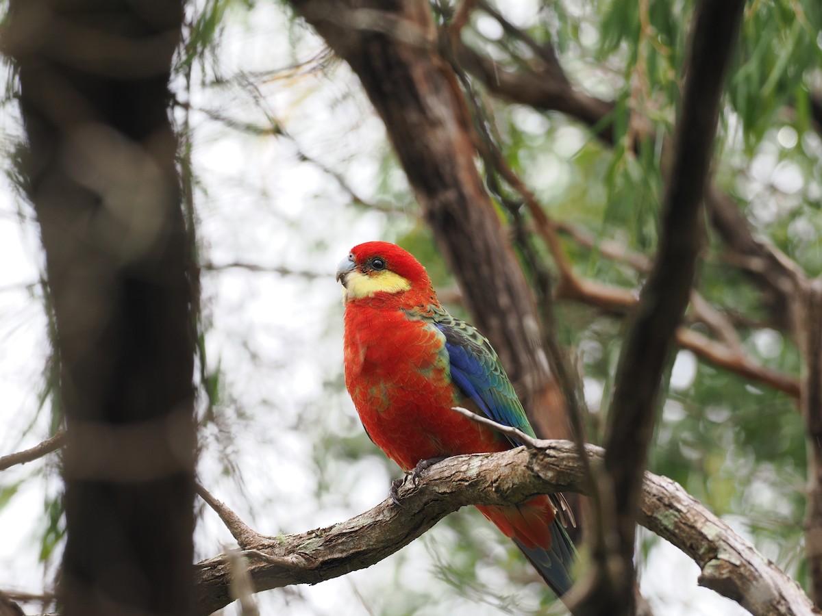 Western Rosella - ML641649654